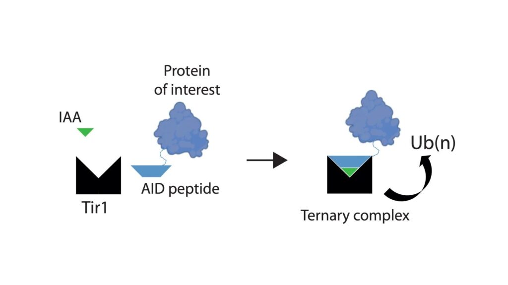 Schematic diagram illustrates the assembly of the Tir1 substrate receptor protein, IAA ligand and AID tagged target protein-of-interest into a ternary complex necessary for target protein ubiquitination via SCFTir1 and degradation.