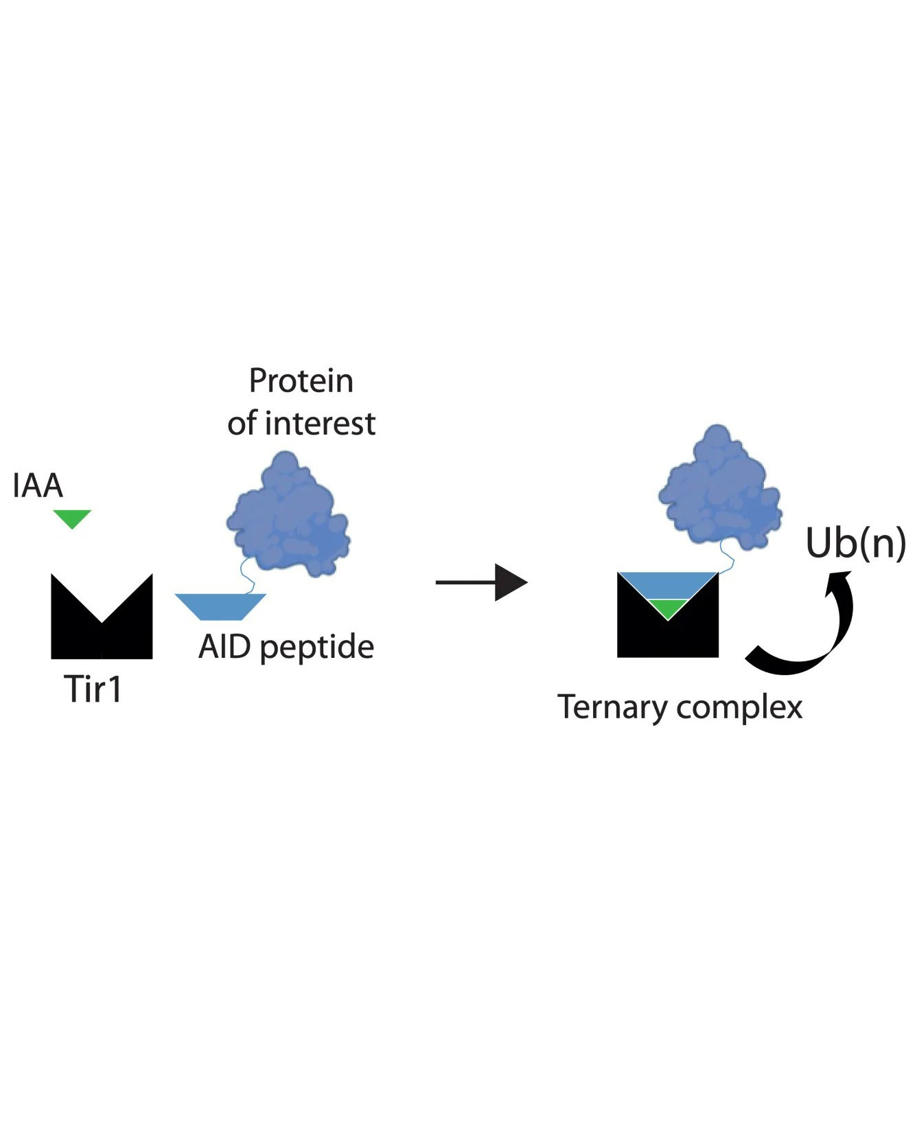 Schematic diagram illustrates the assembly of the Tir1 substrate receptor protein, IAA ligand and AID tagged target protein-of-interest into a ternary complex necessary for target protein ubiquitination via SCFTir1 and degradation.